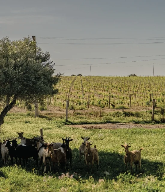 Il nostro territorio